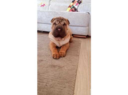 Daha iyisini yapana kadar en iyi Shar pei
