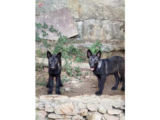 Yetişen alır Orjinal amerikan wolfdog