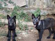 Yetişen alır Orjinal amerikan wolfdog