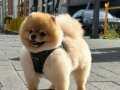 EFSANE POMERANİAN BOO