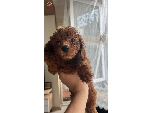 70 günlük dişi poodle. Ped ve hayır eğitimi var. Damızlık