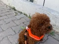 Çin’den gelme 12 aylık damızlık erkek