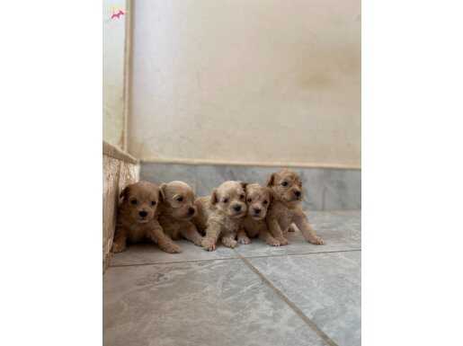 Puppy Maltipoo