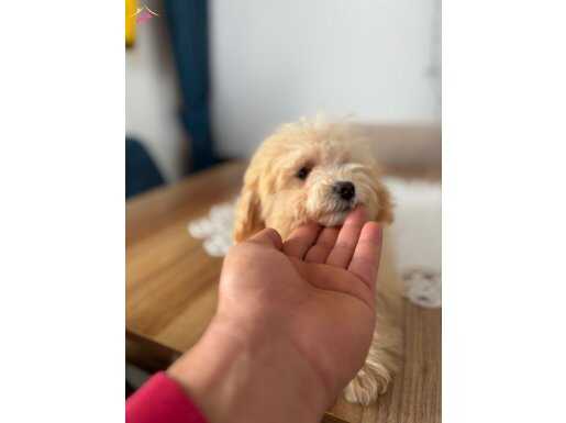 A Kalite Elit Maltipoo Yavru (wc eğitimli)