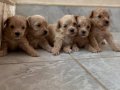Puppy Maltipoo