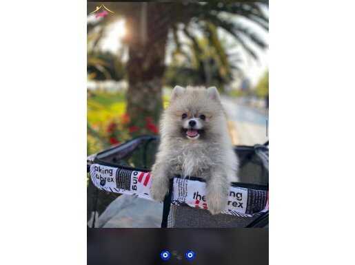 Pomerian boo ayıcık yavrular 