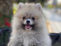Pomerian boo ayıcık yavrular