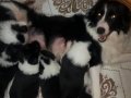 Border Collie.  Yavruları 