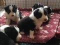 Border Collie.  Yavruları 