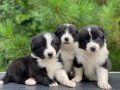 Border Collie.  Yavruları 