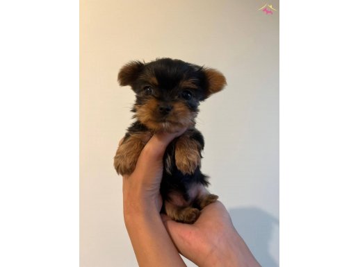 0 numara yorkie terrier yavrular 