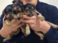 Teacup Yorkshire terrier yavrular 