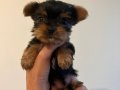 0 numara yorkie terrier yavrular 