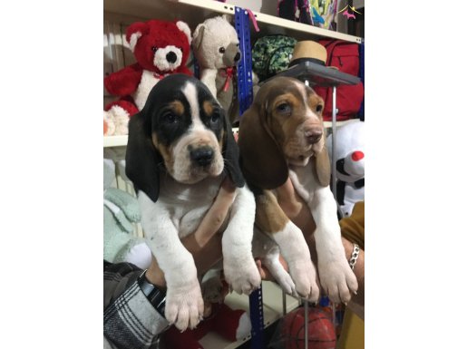 Basset Hound Yavrularım 1 dişi 1 erkek