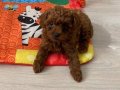 Toy Poodle Orjinal Ev Ortamında