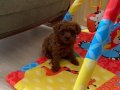 Toy Poodle Orjinal Ev Ortamında