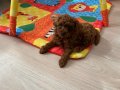 Toy Poodle Orjinal Ev Ortamında