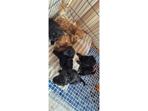 Evimizde özenle bakılan orjinal toy poodle 