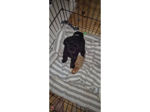 Orjinal Erkek toypoodle 3 aylık