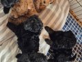Evimizde özenle bakılan orjinal toy poodle 