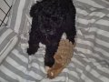 Orjinal Erkek toypoodle 3 aylık