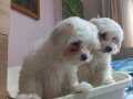 Orjinal maltesse terrier