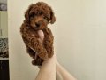 Tedy görünumlü toy poodle yavruları