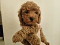 Tedy görünumlü toy poodle yavruları
