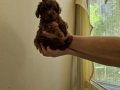 Tedy görünumlü toy poodle yavruları