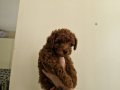 Tedy görünumlü toy poodle yavruları