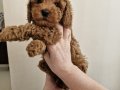 Tedy görünumlü toy poodle yavruları
