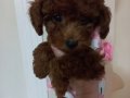 Minik kore poodle
