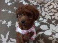 Minik kore poodle