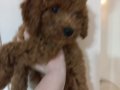 Minik kore poodle