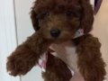 Minik kore poodle