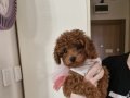 Ev doğumlu red poodle 