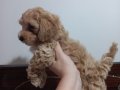 Oyuncu maltipo bebeler