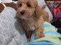 Oyuncu maltipo bebeler