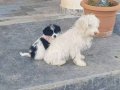 UYGUNA BİR ÇİFT MALTA TERRİER 