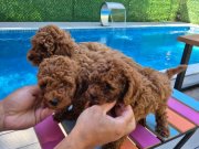Safkan toy poodle yavrularimiz