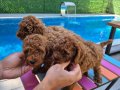 Safkan toy poodle yavrularimiz