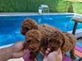 Safkan toy poodle yavrularimiz