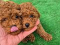 Safkan poodle yavrular