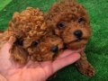 Safkan poodle yavrular