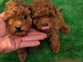 Safkan poodle yavrular