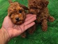 Safkan poodle yavrular