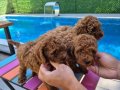 Safkan poodle yavrular