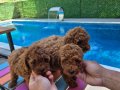 Safkan poodle yavrular