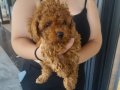 Teslime hazır safkan toypoodle bebekler