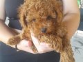 Teslime hazır safkan toypoodle bebekler